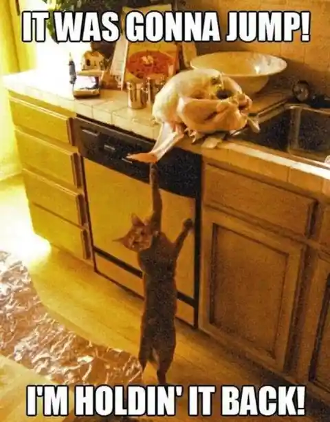 Hero Cat Saves The Turkey