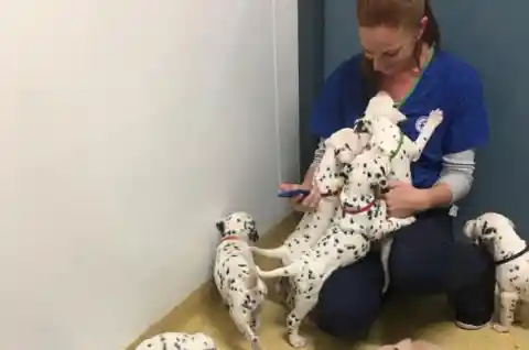 Her Litter Of Puppies
