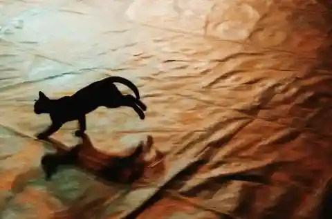 猫が興奮しているサイン