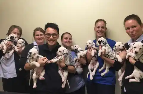 Rushing Back To The Vet