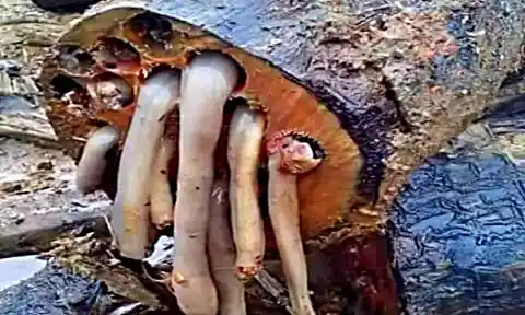 Horror In the Hollow of the Tree