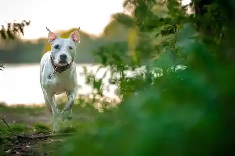 Helping Pit Bull