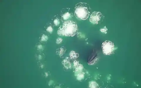 Whale Spouting Water In Action