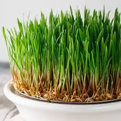 Wheatgrass