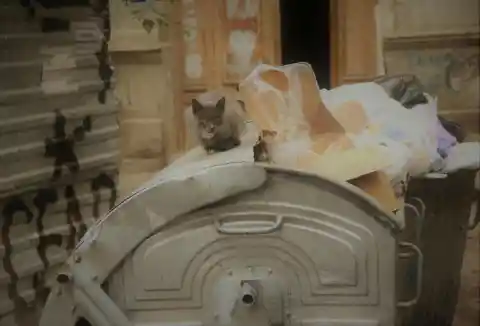 Pay Attention To Where Your Cat Relieves Itself
