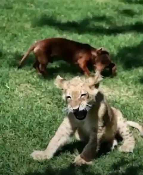 The Dachshund was Put in the Same Enclosure