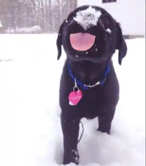 Snowflake Toppings