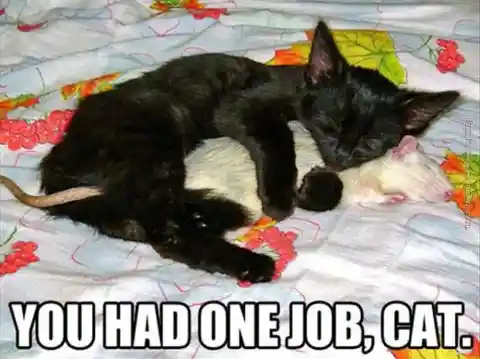 And that's why you can't trust cats