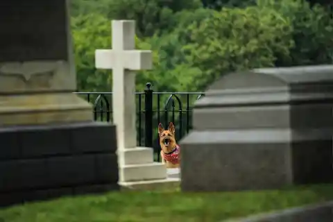 A Familiar Visitor