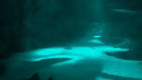 An Unidentified Creature