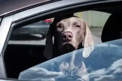 犬が飛び出した！