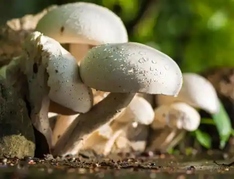 Mushrooms