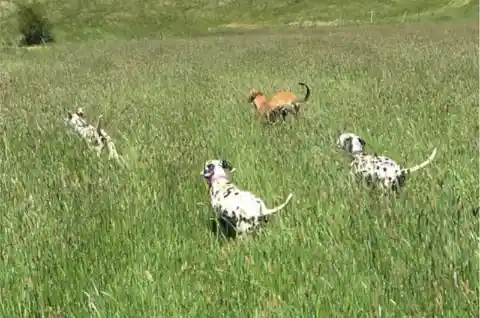 101 Dalmatians