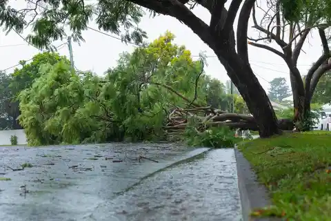 The Fall