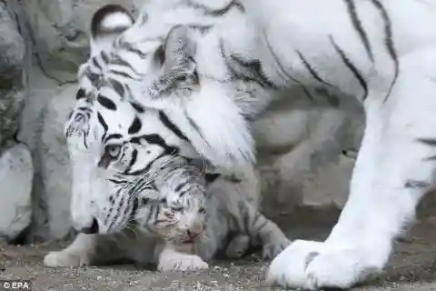 The Cubs Took to Him Instantly