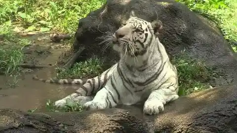 She Wouldn’t Leave His Side