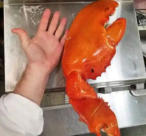 A Giant Lobster Claw