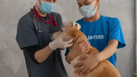 The New Trainee