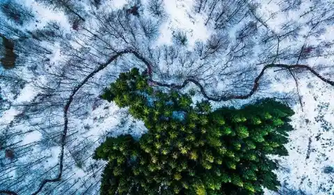 Forest In The Winter