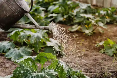 Muddy