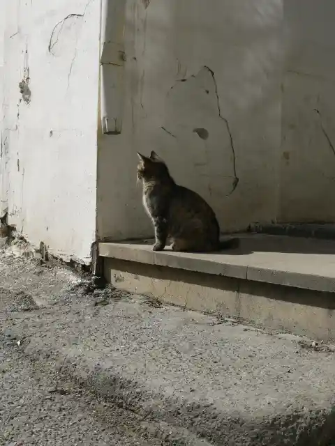 How Cats Show They Trust You