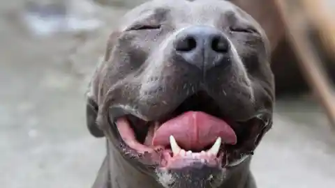 A Heroic Pitbull's Bond