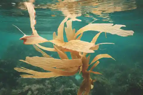 Seaweed