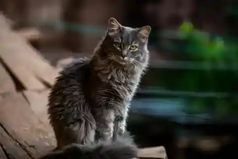 猫が言うことを聞かない理由