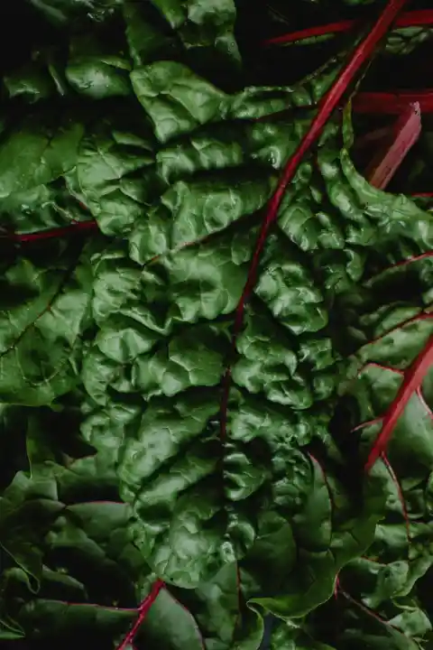 Swiss chard