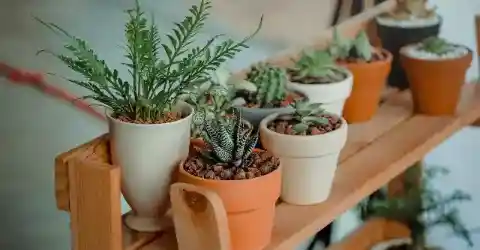 Little Green Companions