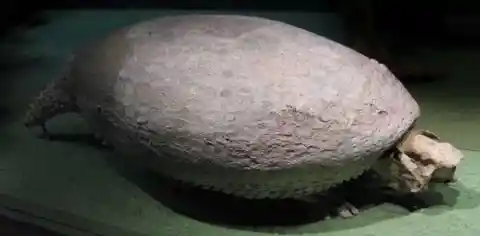 The Mystery Of The Glyptodons