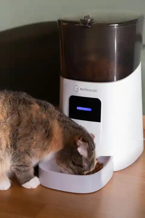 Using a Gravity Feeder For Your Cat