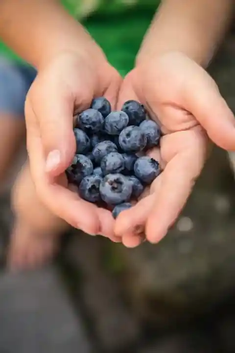 블루베리