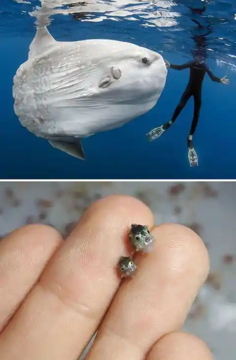 Adult Sunfish vs. Baby Sunfish