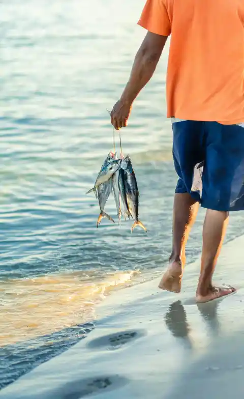 Mackerel