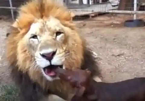 Fulfilling Maternal Responsibilities