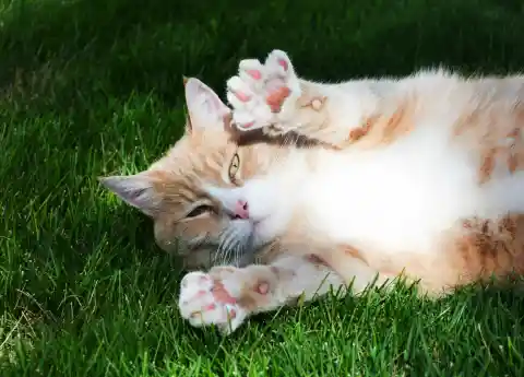How Cats Invite Play
