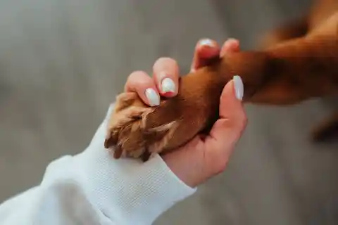 Animal Instinct 
