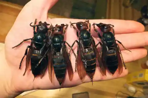 Giant Asian Hornets