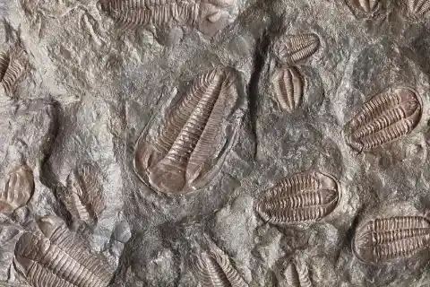 4 Things You Might Not Know About Fossils