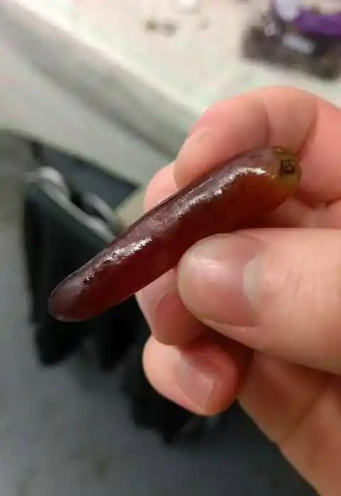 Finger Grape