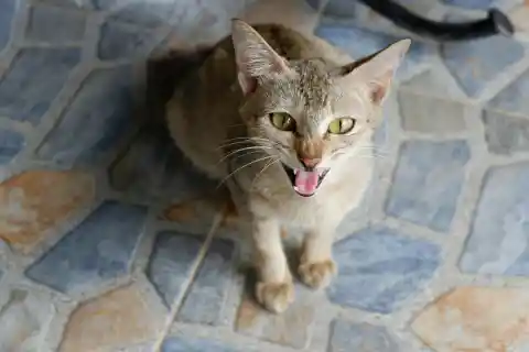 Why Your Cat Is Hissing