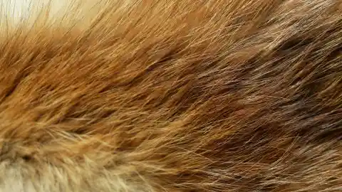 Fur