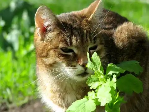 Why Cats Go Wild For Catnip