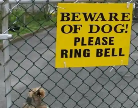 Beware Of The (Tiny) Dog