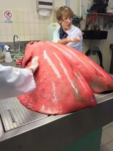 Fully Inflated Horse Lungs