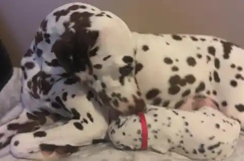 Dalmatian Facts