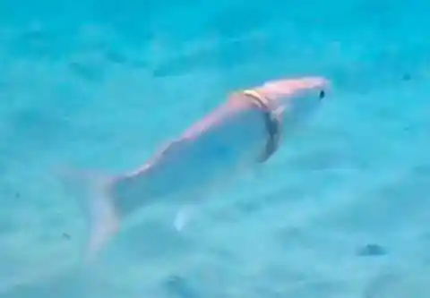 スーザン・プライア