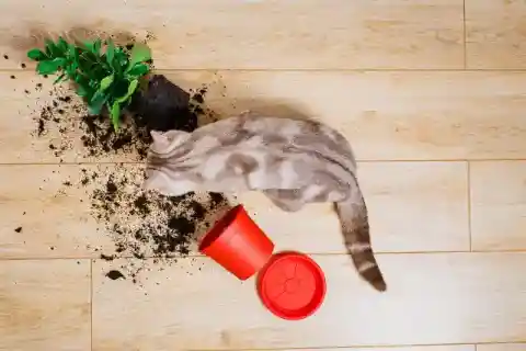なぜ猫は物を叩き落とすのか