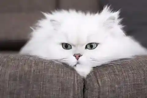 11. The Mysterious Persian Cat